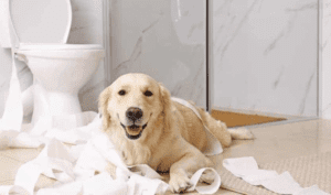 How To Pet-Proof Your Plumbing In San Diego