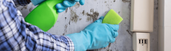 ▷Mold Problems? What It Is, Causes, And More In San Diego!