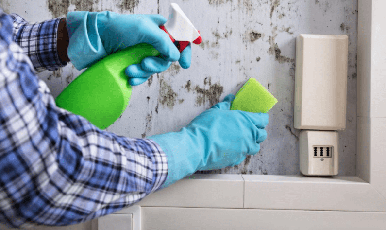 Mold Problems? What It Is, Causes, And More In San Diego!